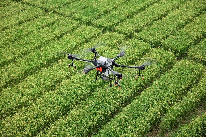 Pandangan dari udara dron pertanian terbang di atas barisan tanaman muda yang tersusun kemas