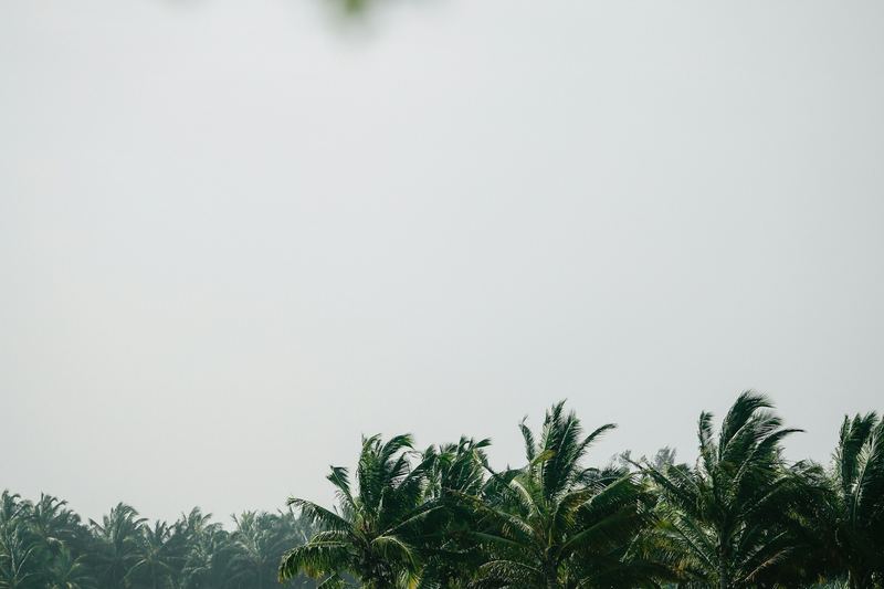 Sawah padi hijau dengan pokok palma di bawah langit berjerebu