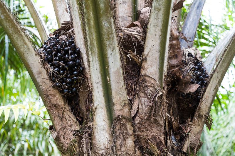 Ripe oil palm fruit bunch growing at the crown of a palm in Sabah