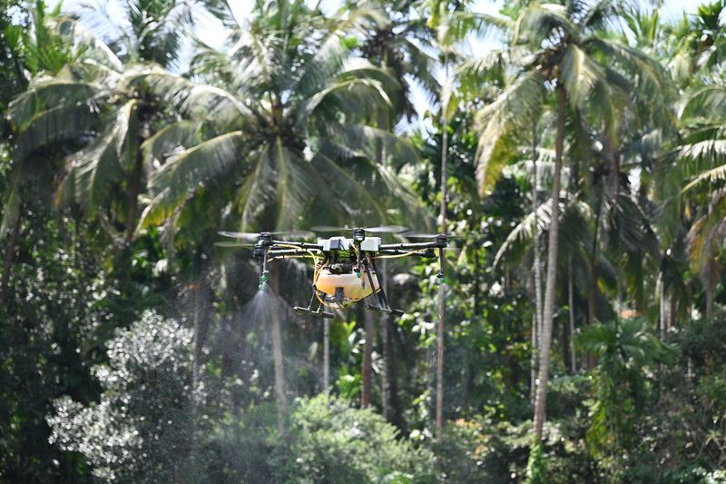 Dron pertanian menyembur di antara pokok palma yang tinggi di sebuah ladang